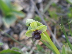 Ophrys bombyliflora
