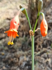 Stenomesson miniatum