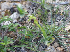 Ophrys bombyliflora