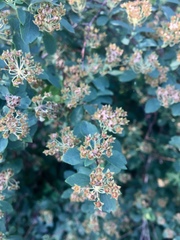 Spiraea cantoniensis