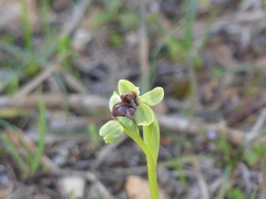Ophrys bombyliflora