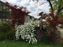 Spiraea cantoniensis