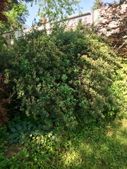 Spiraea cantoniensis