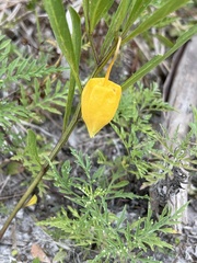Physalis angustifolia