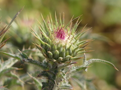 Carduus nutans