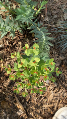 Myrsiniteae