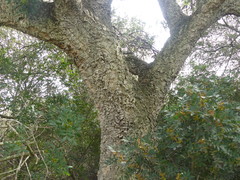 Quercus suber
