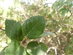 Quercus suber