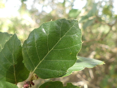 Quercus suber