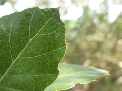 Quercus suber