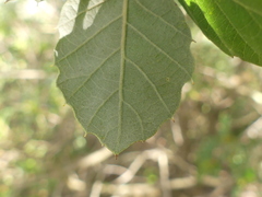 Quercus suber