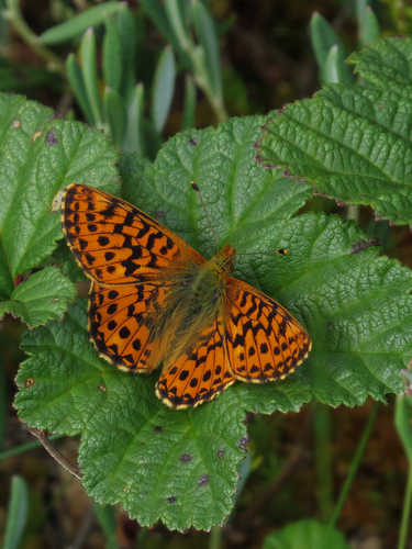 Cranberry Fritillary