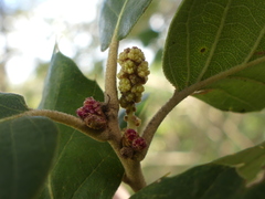 Quercus suber