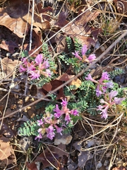 Astragalus crassicarpus