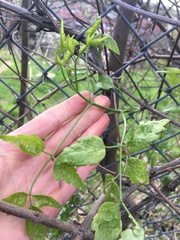 Clematis vitalba