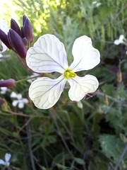 Raphanus raphanistrum