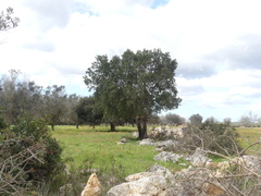 Quercus suber