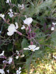 Raphanus raphanistrum