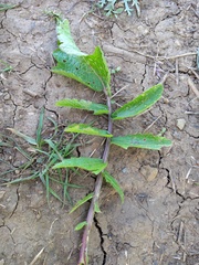 Raphanus raphanistrum