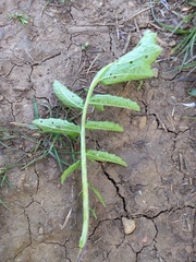 Raphanus raphanistrum