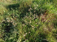 Raphanus raphanistrum