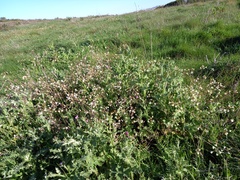 Raphanus raphanistrum