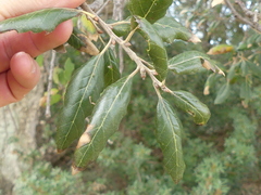 Quercus × morisii