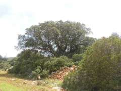 Quercus suber