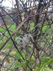 Clematis vitalba