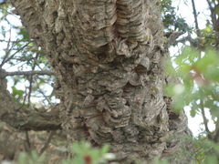 Quercus suber