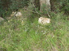 Ornithogalum refractum