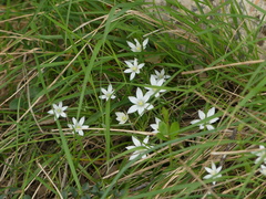 Ornithogalum refractum