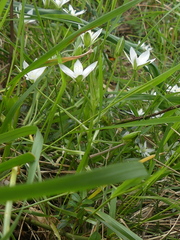 Ornithogalum refractum