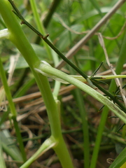 Ornithogalum refractum