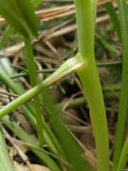 Ornithogalum refractum