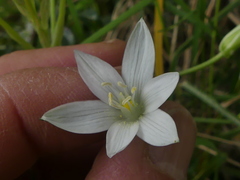 Ornithogalum refractum