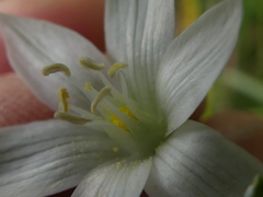 Ornithogalum refractum