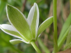 Ornithogalum refractum