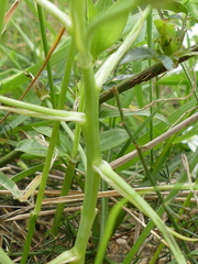 Ornithogalum refractum