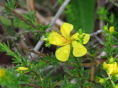 Hypericum tenuifolium