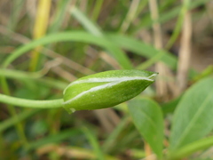 Ornithogalum refractum