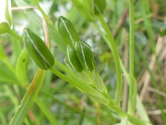 Ornithogalum refractum
