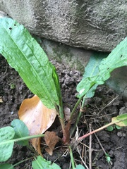 Rumex