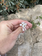 Diplotaxis erucoides