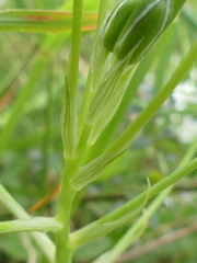 Ornithogalum refractum