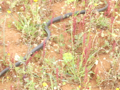 Hierophis viridiflavus carbonarius