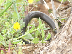 Hierophis viridiflavus carbonarius