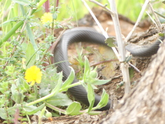 Hierophis viridiflavus carbonarius