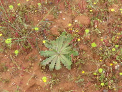 Hypochaeris radicata