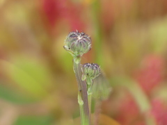 Hypochaeris radicata